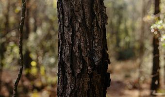 US Hwy 98, Beaumont, MS 39423