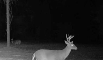 20 Ac Coot Adams Rd, Ashford, AL 36312