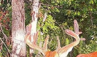 Off Hwy F, Annapolis, MO 63620