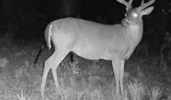 34655 Co Rd 49, Beaverton, AL 35544