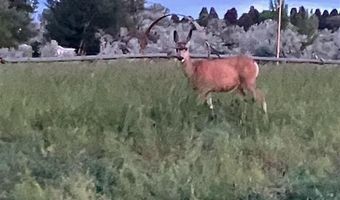 4127 Golf Course Rd, Basin, WY 82410