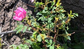 168 Mertz Pl Lot 65, Angel Fire, NM 87710