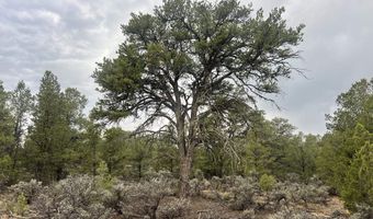 Forest Road 556, Carson, NM 87517