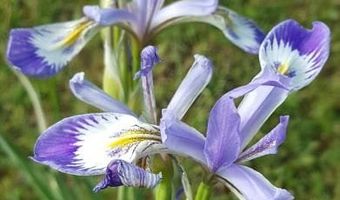 41 Wild Iris Rd, Bluewater, NM 87005