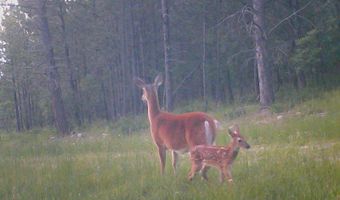 336 Middle Fork Rd, Devils Tower, WY 82714