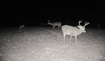 County Road 25, Banks, AL 36005