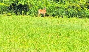 0 COUNTY ROUTE 41, Afton, NY 13730