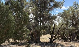 22 County Road 3048, Concho, AZ 85924