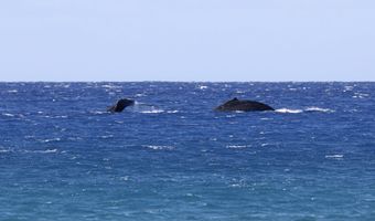 56-101 PUALANI Rd, Hawi, HI 96719