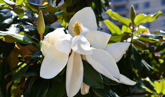 307 YOAKUM Pkwy 606, Alexandria, VA 22304