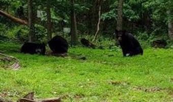 265 MCCOY Dr, Augusta, WV 26704