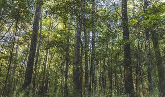 Bill Hubbard Rd, Braxton, MS 39044