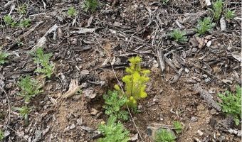 Northrup Creek Rd, Birkenfeld, OR 97016