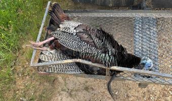1037 Cr 300, Big Creek, MS 38914