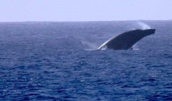 61-313 Kamehameha Hwy U, Haleiwa, HI 96712