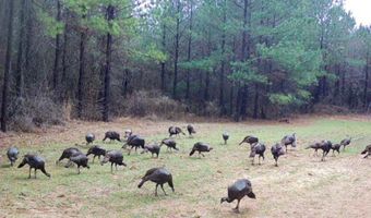 AL HWY 223, Banks, AL 36005