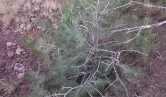 1 COUNTY ROAD N8155, Concho, AZ 85924