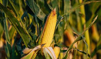 0000 450th Rd, Bassett, NE 68714