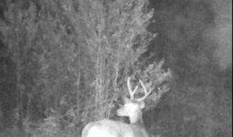 259 Forest Lake Rd, Beaumont, MS 39423