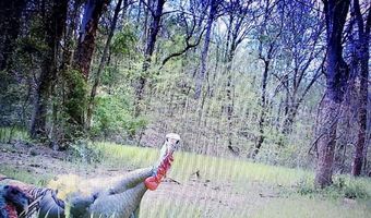 Reeves Road, Ashland, MS 38603