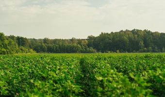 1037 Cr 300, Big Creek, MS 38914
