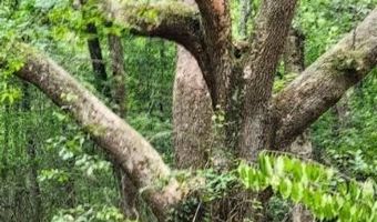 0 Peapatch Rd, Biloxi, MS 39532