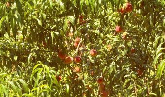 243 Hunter Ridge Ln, Ararat, NC 27007