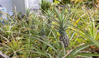 15-1635 BEACH Rd, Keaau, HI 96749