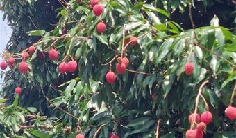 116 RAINTREE Ct, Auburndale, FL 33823