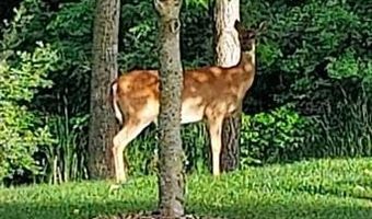 6365 Hayfield Ln, Almont, MI 48003
