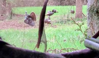 Reeves Road, Ashland, MS 38603