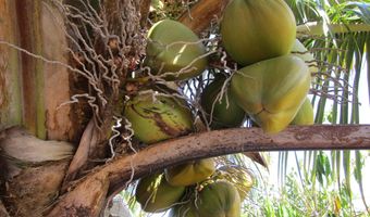 390 MOHOULI St, Hilo, HI 96720