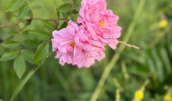 3738 Bia Road 8, Belcourt, ND 58316