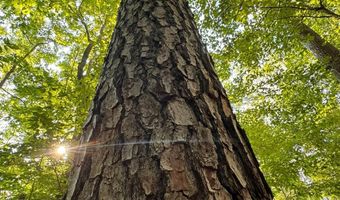 0 Military Rd, Beaverton, AL 35544