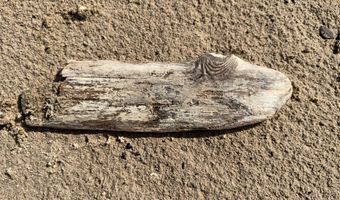 1 Wreck Rd, Alpena, MI 49707