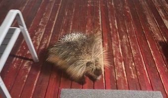 8101 S MILLICENTVIEW Ln, Brighton, UT 84121