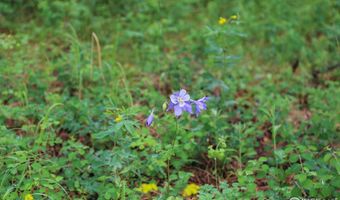 Old Flowers Rd, Bellvue, CO 80512