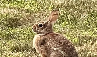 216 North Rd, Candia, NH 03034