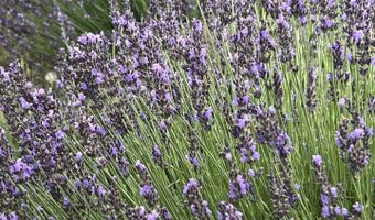 PURPLE ADOBE LAVENDER FARM 25 Private Drive 1622, Abiquiu, NM 87510