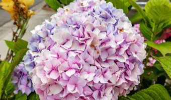 7241 San Luis St, Carlsbad, CA 92011