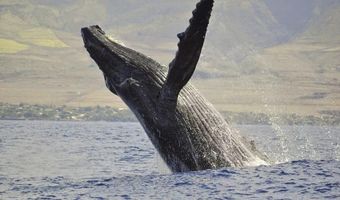 49 W LIPOA St 212, Kihei, HI 96753