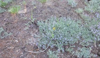 175 Silver Tip Dr, Bear Valley, CA 95223