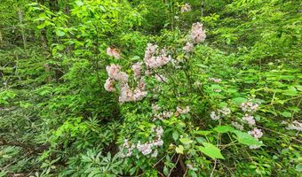 399 Shell Stand Rd, Almond, NC 28702