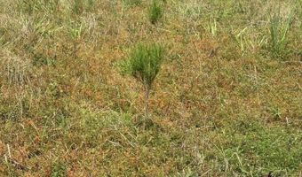 Old Buckhead Road, Bamberg, SC 29003