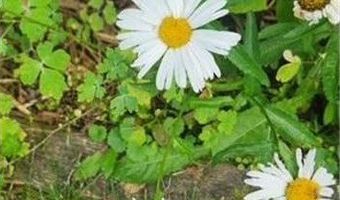 1019 Ash St, Alexandria, MN 56308