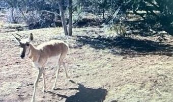 918 Wolf Rd, Ash Fork, AZ 86320