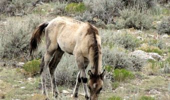 Deadman Creek Road, Bridger, MT 59014