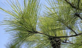 1025 Old Dairy Rd, Ailey, GA 30410