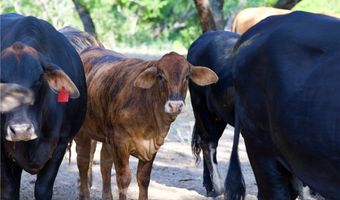 CR 119, Alice, TX 78332