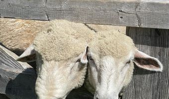 216 North Rd, Candia, NH 03034